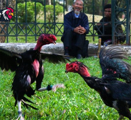 Làm thế nào để lai tạo gà đá cựa “nòi” tốt nhất?